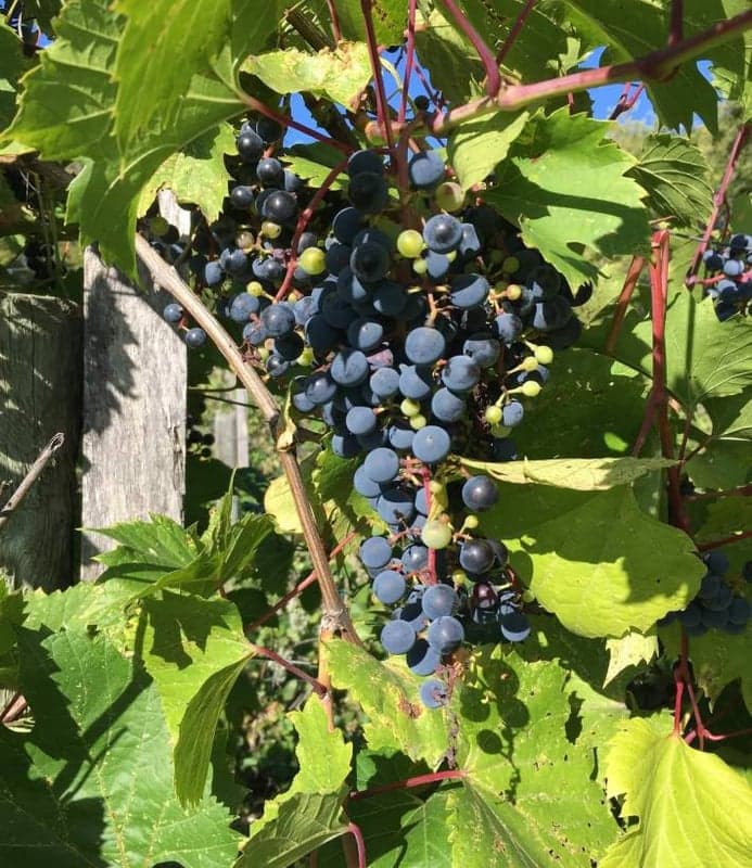 Shrugging Doctor Beverage Company — best wine bars in Winnipeg, Summer 2026