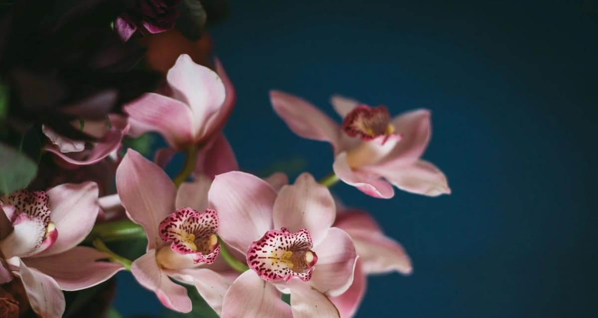 Stems Flowers and Cafe — best coffee shops in Red Deer, Spring 2026