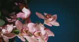 Stems Flowers and Cafe